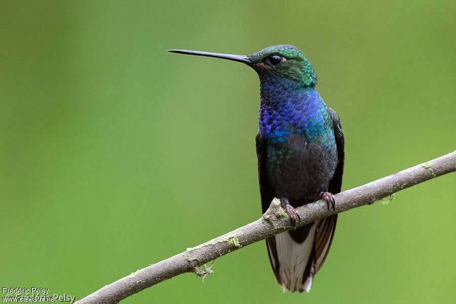 Colibri à queue blancheadulte, pigmentation