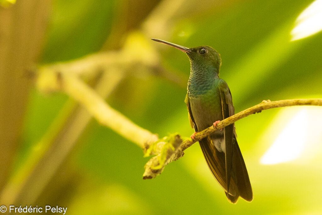 Colibri à queue bronzée