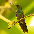 Colibri à queue bronzée