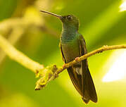 Colibri à queue bronzée