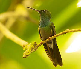 Colibri à queue bronzée