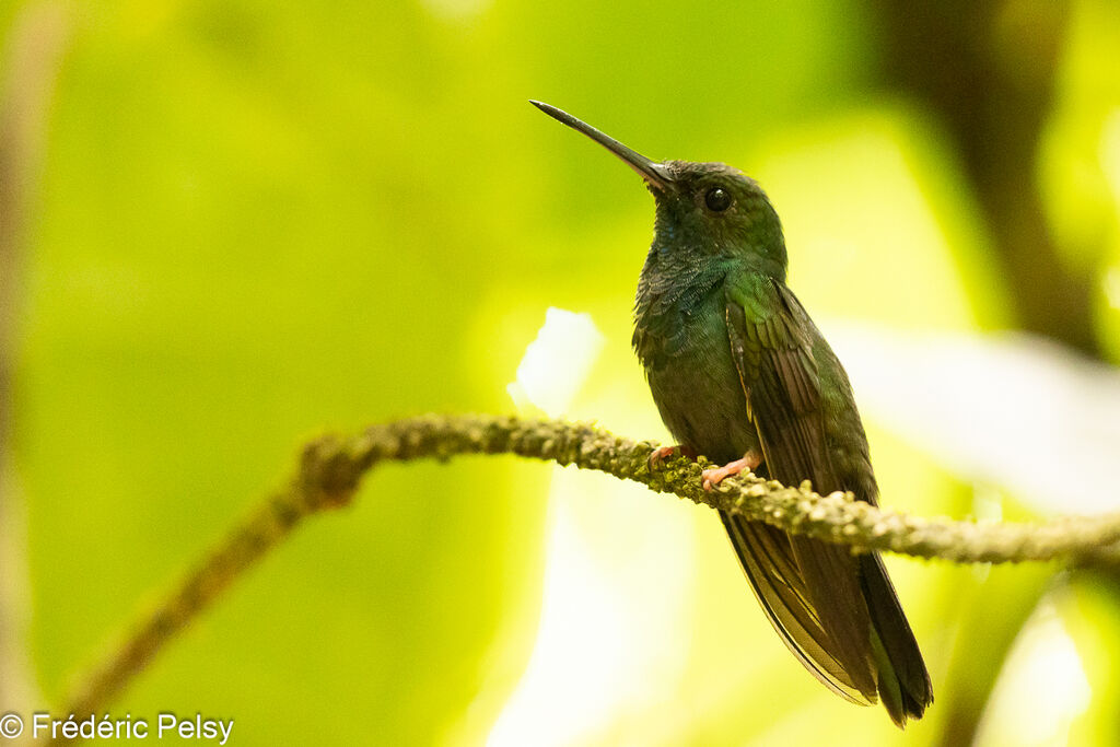 Colibri à queue bronzée