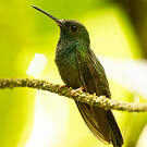 Colibri à queue bronzée