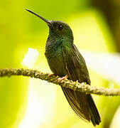 Bronze-tailed Plumeleteer