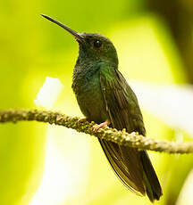 Colibri à queue bronzée