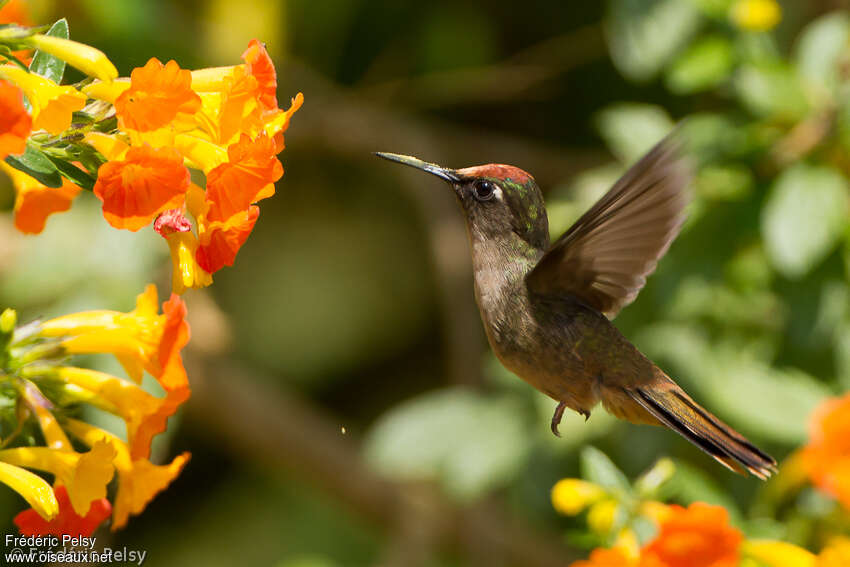 Santa Marta Blossomcrown male adult, pigmentation, Flight