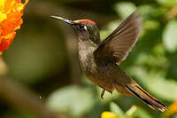 Colibri à tête rose