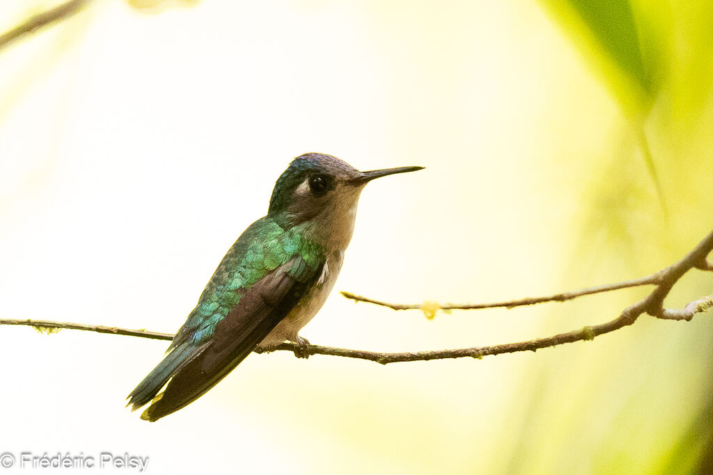 Colibri à tête violette