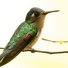 Colibri à tête violette