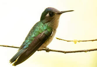 Colibri à tête violette