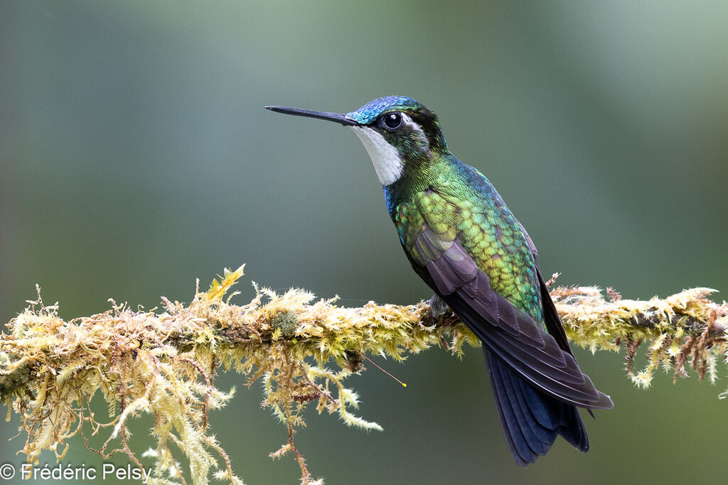 White-throated Mountaingem male