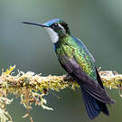 Colibri à ventre châtain