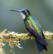 White-throated Mountaingem