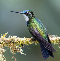 Colibri à ventre châtain