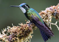 Colibri à ventre châtain