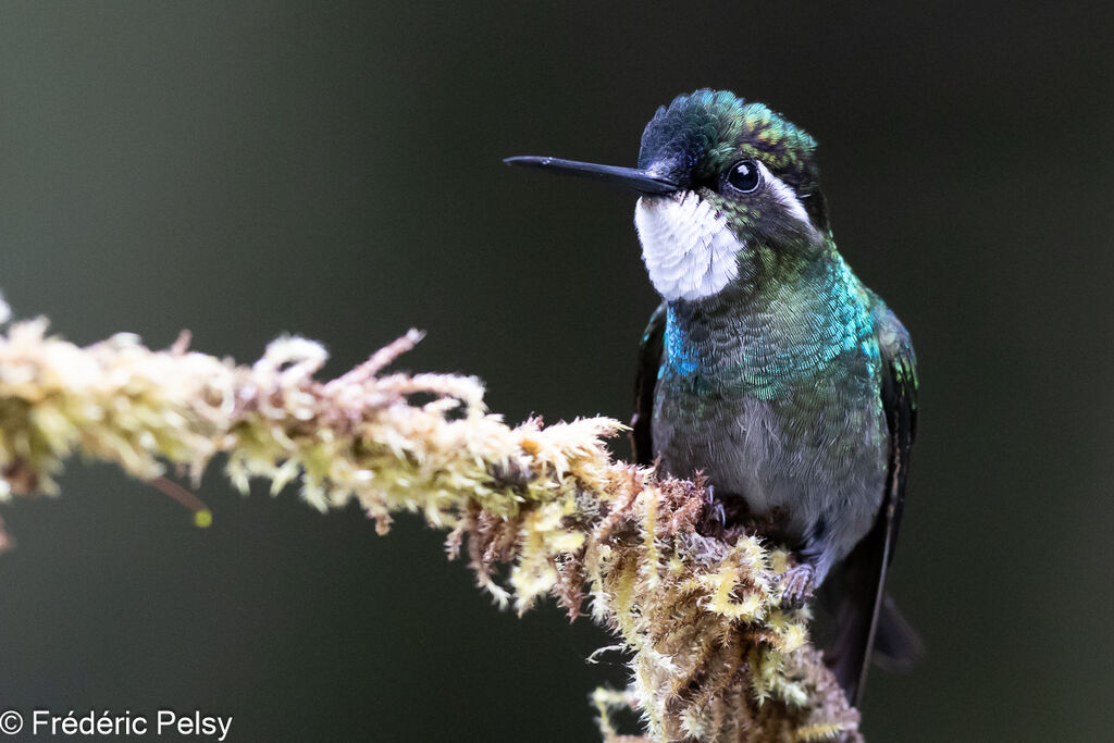 Colibri à ventre châtain mâle