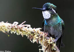 Colibri à ventre châtain