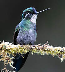 Colibri à ventre châtain