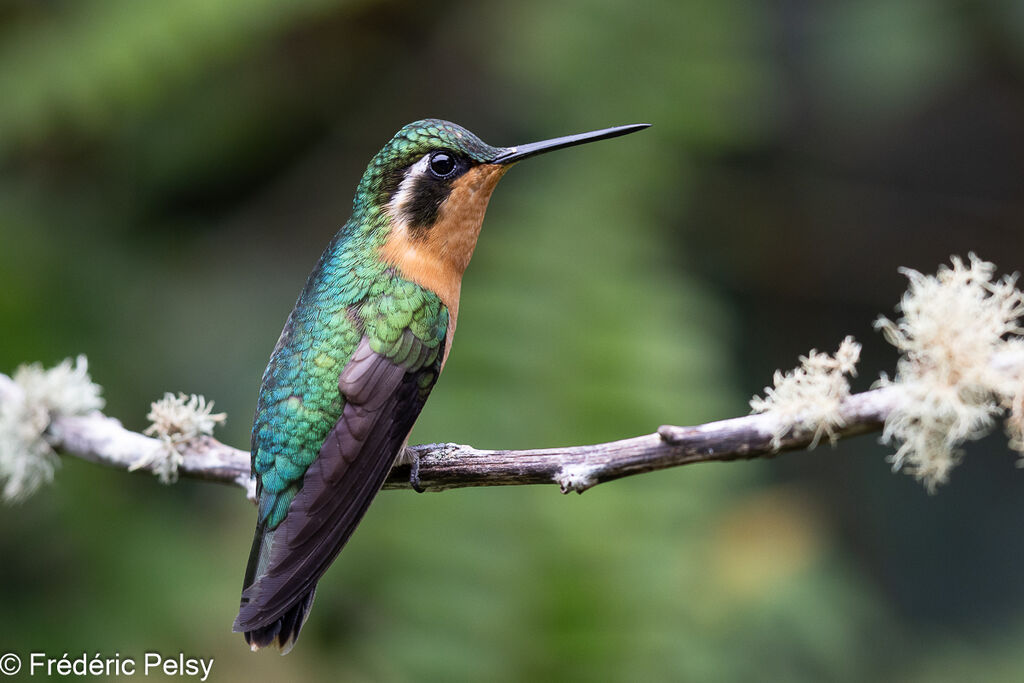 Colibri à ventre châtain femelle