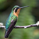 Colibri à ventre châtain