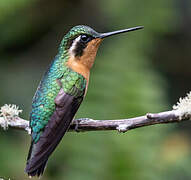 Colibri à ventre châtain