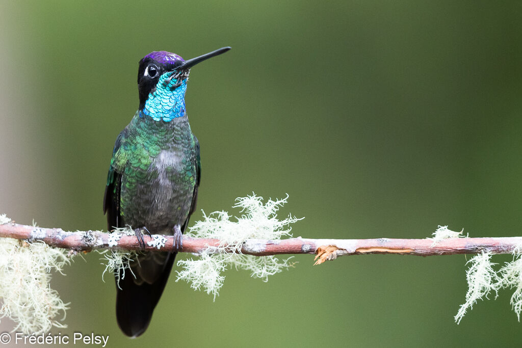 Talamanca Hummingbird male