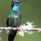 Colibri admirable