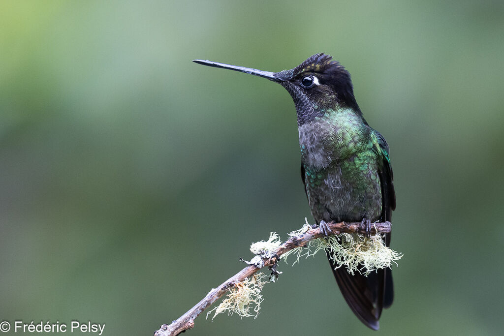 Talamanca Hummingbird male