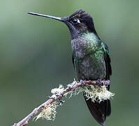 Talamanca Hummingbird