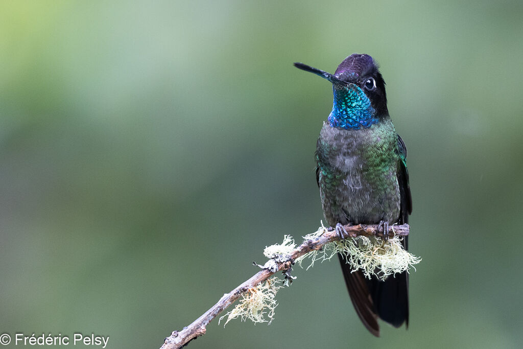 Talamanca Hummingbird male