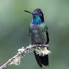 Colibri admirable