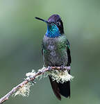 Colibri admirable