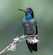 Talamanca Hummingbird