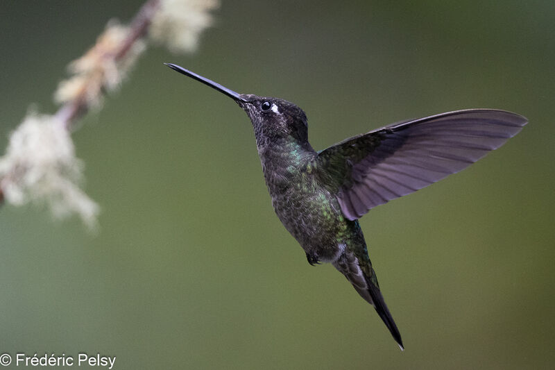 Talamanca Hummingbird male, Flight