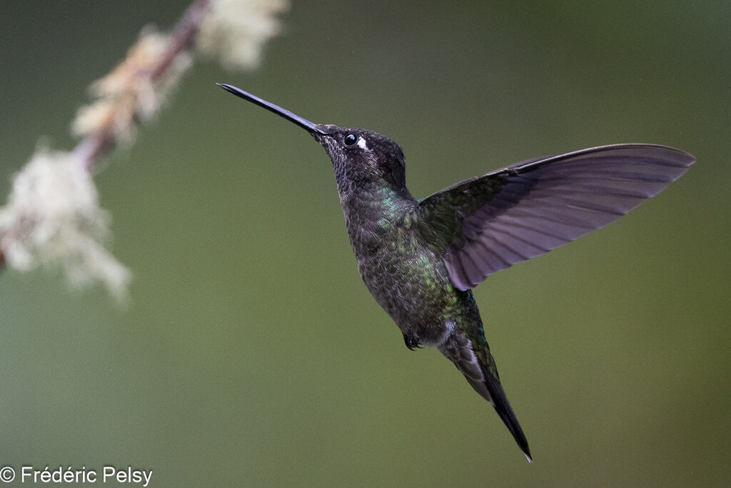 Talamanca Hummingbird male, Flight