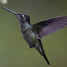 Colibri admirable