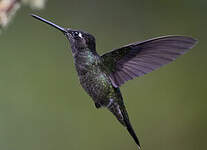 Colibri admirable