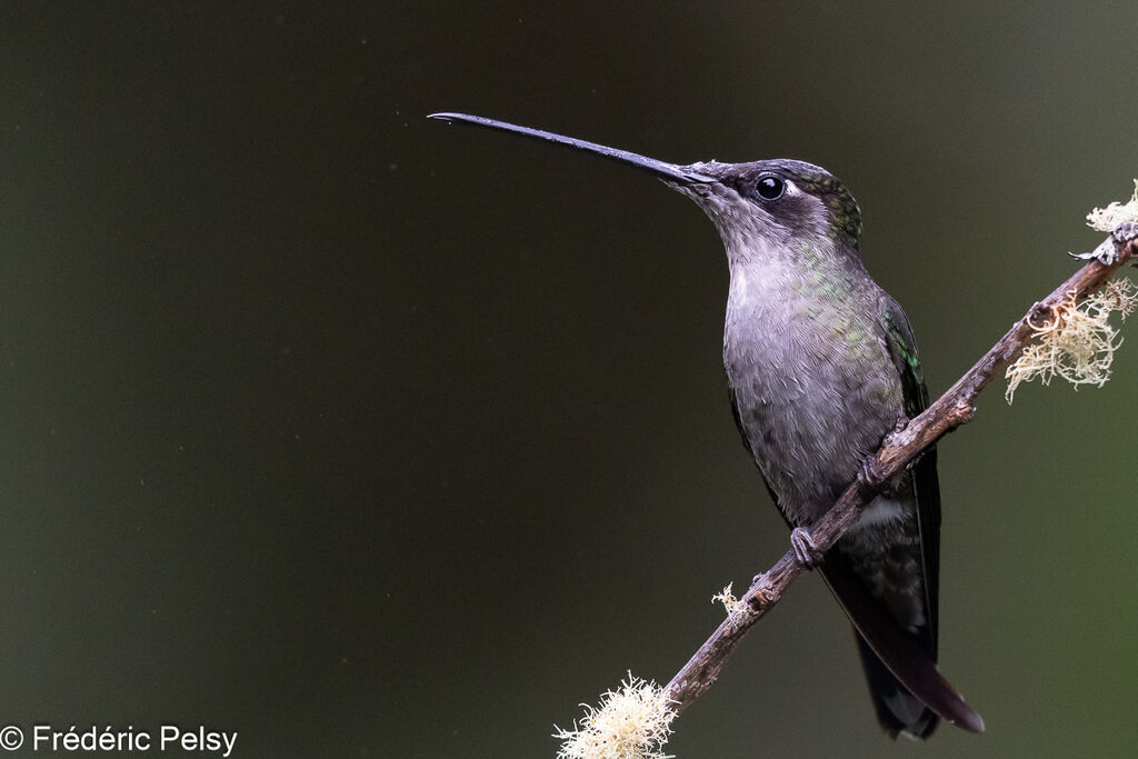 Colibri admirable femelle