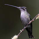 Colibri admirable