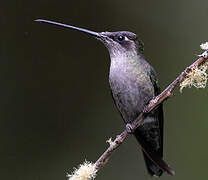 Talamanca Hummingbird