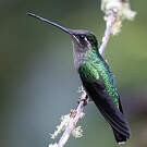 Colibri admirable