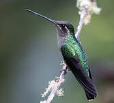 Colibri admirable