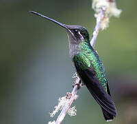 Talamanca Hummingbird