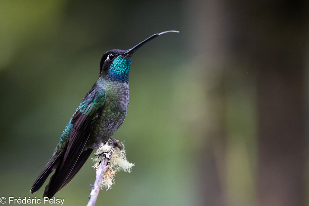 Talamanca Hummingbird male