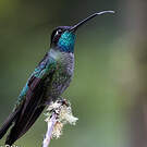 Colibri admirable