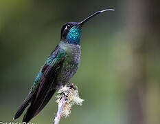 Talamanca Hummingbird