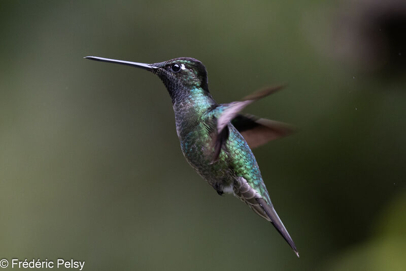 Talamanca Hummingbird male