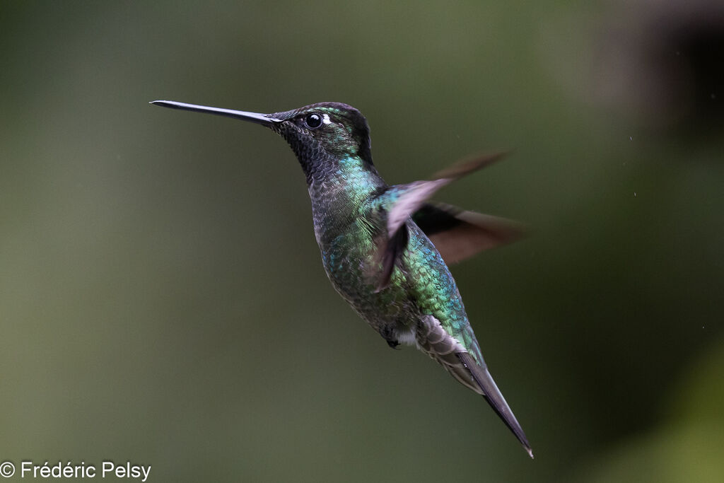 Colibri admirable mâle