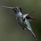 Colibri admirable