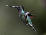 Colibri admirable